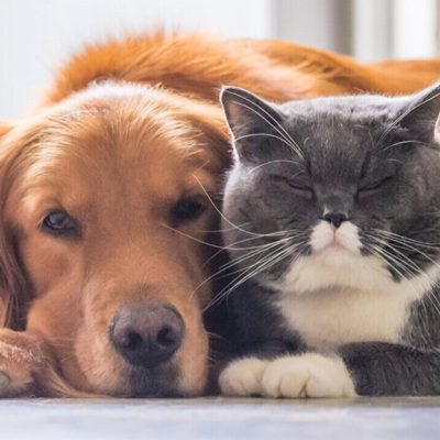 Pet Services