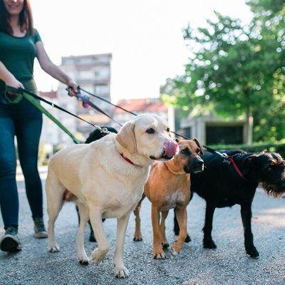 Professional Dog Walking – Happy, Healthy Walks for Your Pup! 🐶🚶