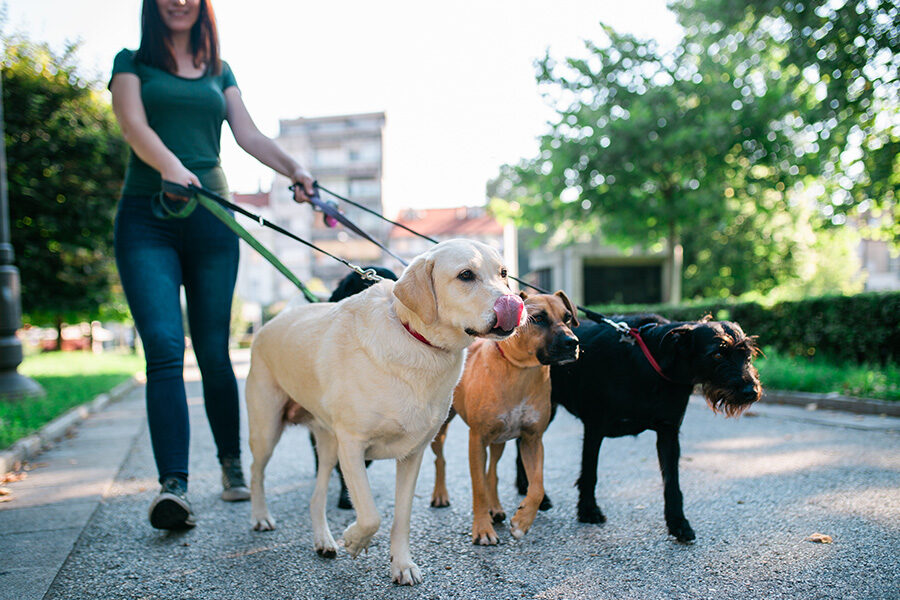 Professional Dog Walking β Happy, Healthy Walks for Your Pup! πΆπΆ